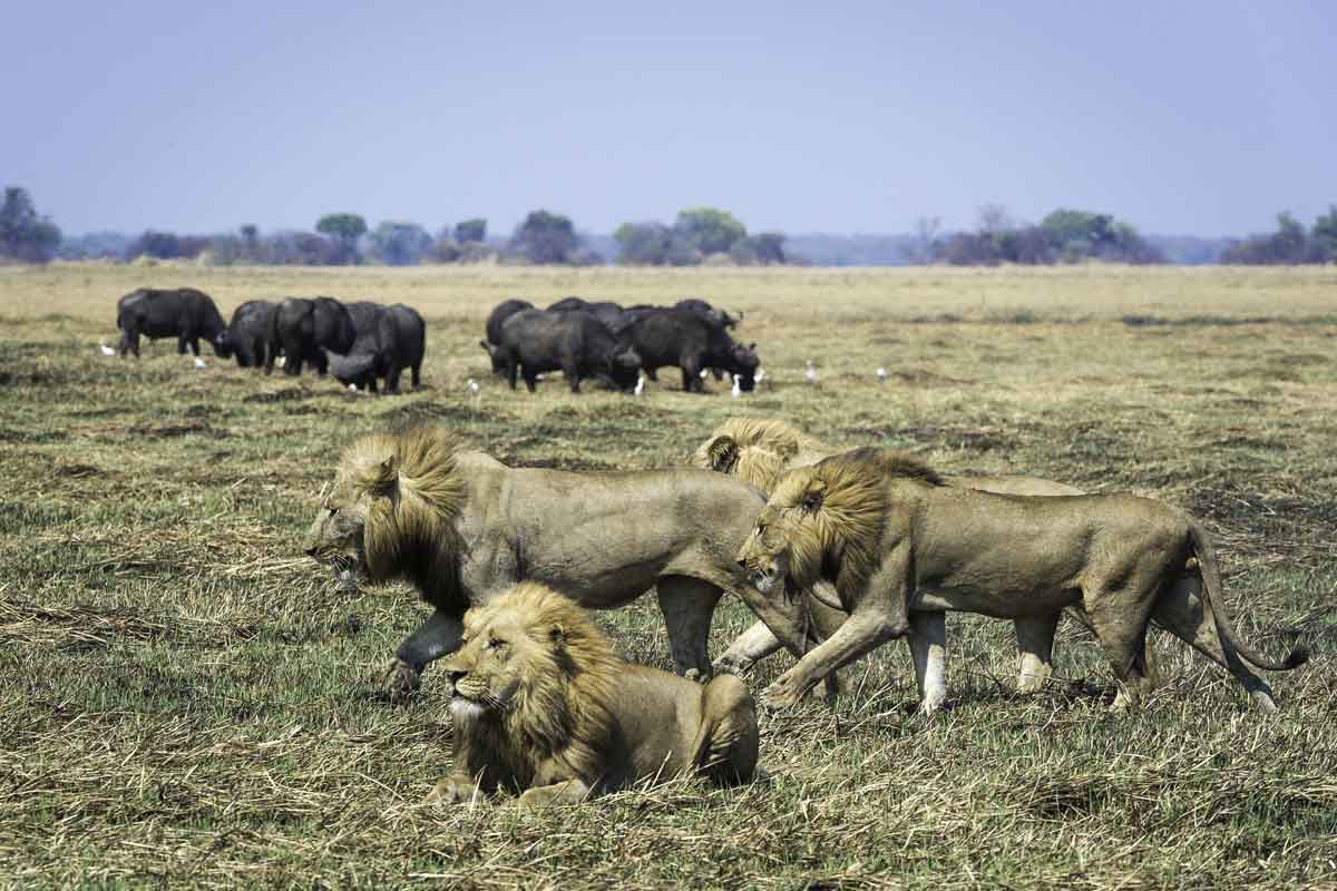 Zambia Safaris Kafue
