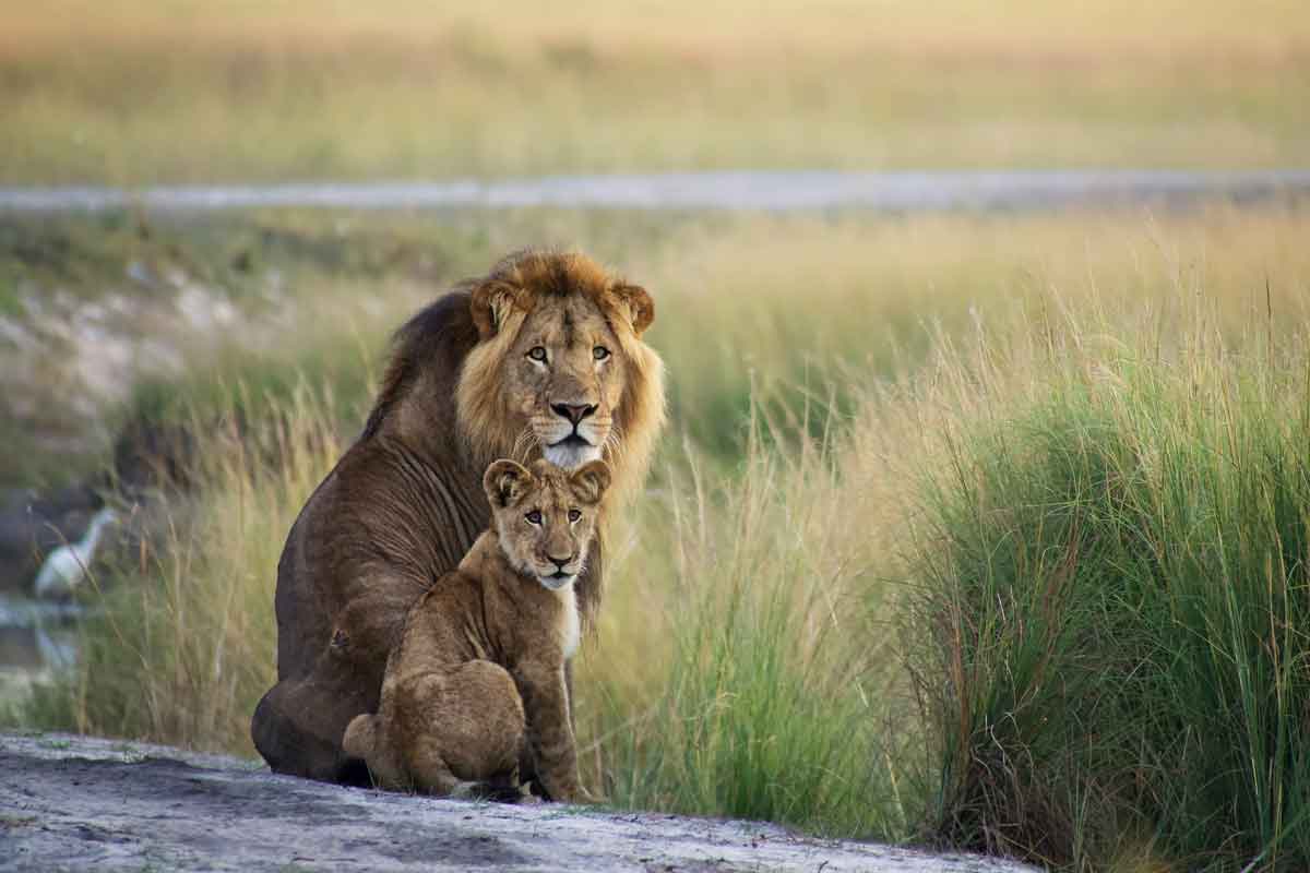 Zambia Safaris Liuwa Plain