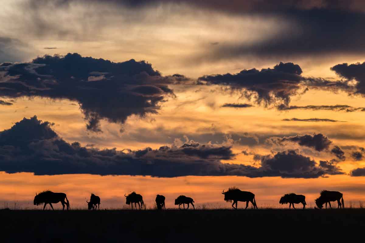 Zambia Safaris Liuwa Plain