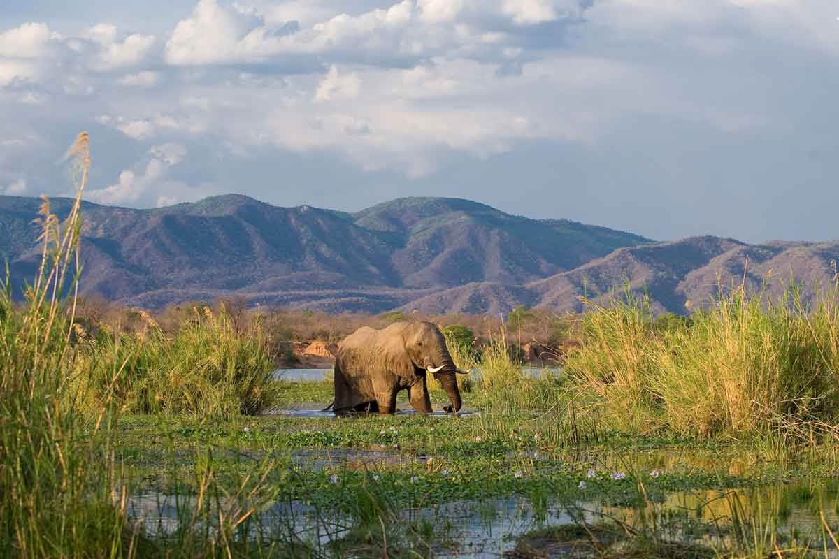 Zambia Safaris Lower Zambezi (1)