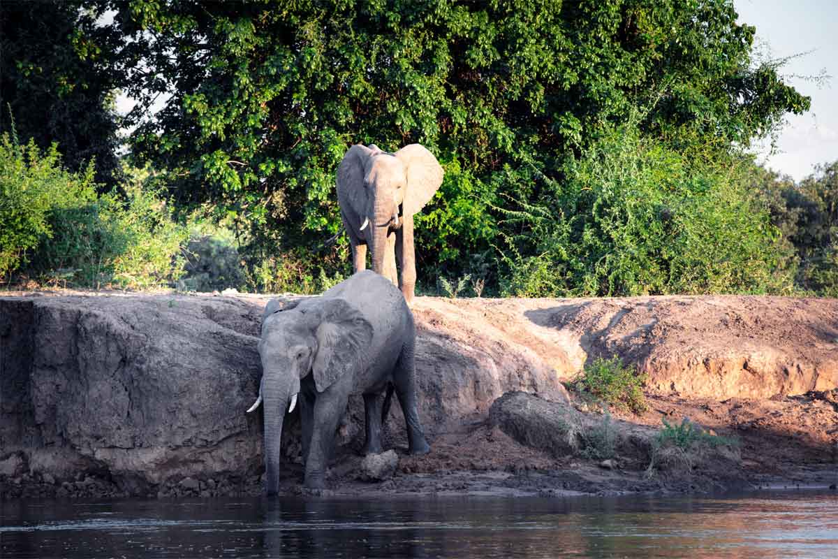 Zambia Safaris Lower Zambezi (1)