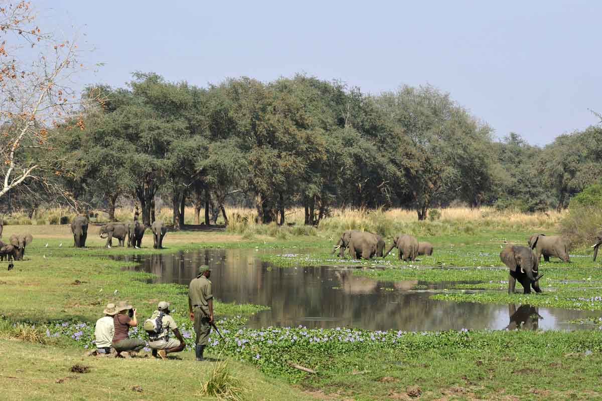 Zambia Safaris Lower Zambezi (1)