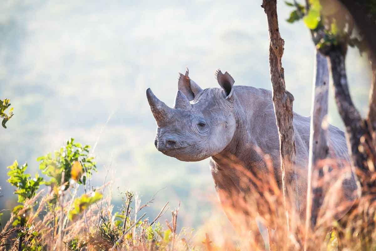 Zambia Safaris North Luangwa (1)