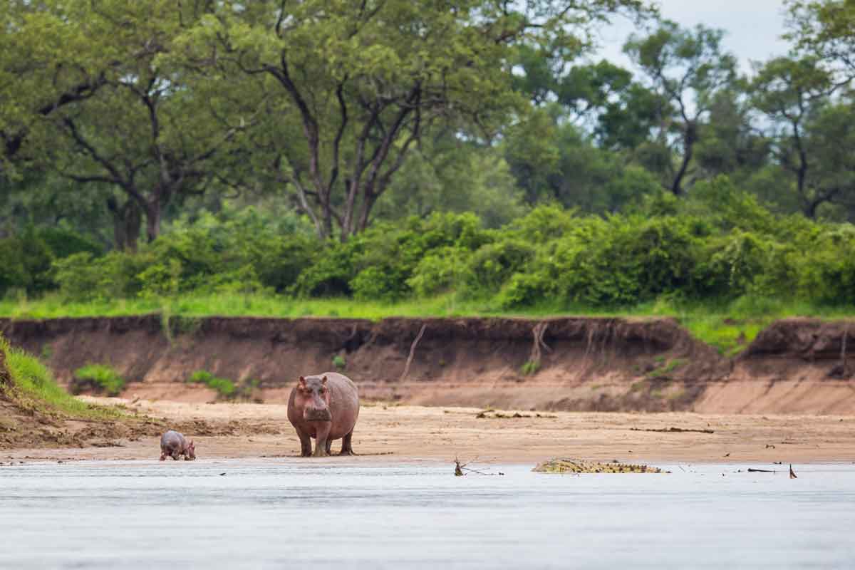 Zambia Safaris South Luangwa (1)