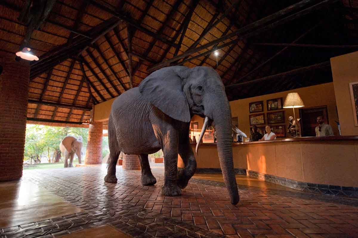 Zambia Safaris South Luangwa (1)