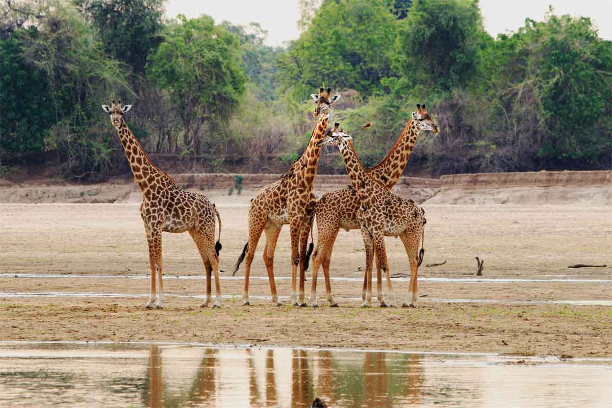 Zambia Safaris South Luangwa (1)