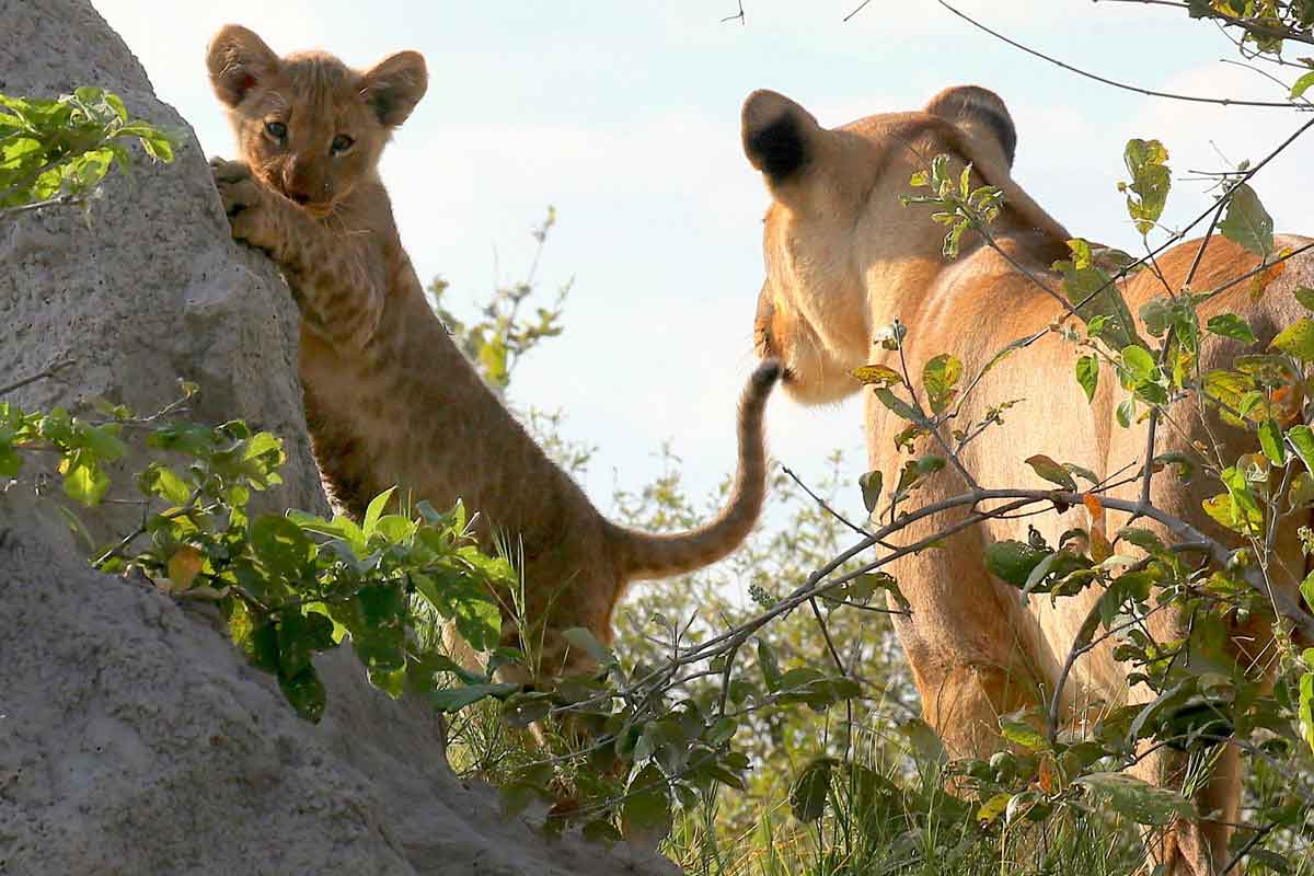 Best of Kwando Safari Botswana Lagoon Camp