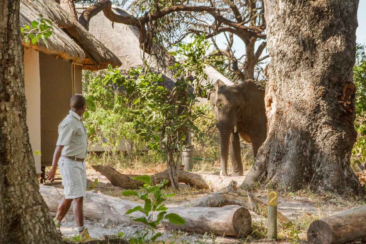 Best of Kwando Safari Botswana Lagoon Camp