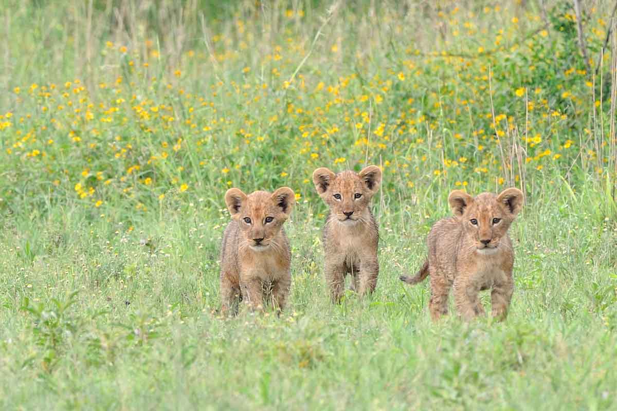 Best of Kwando Safari Botswana Lebala Camp