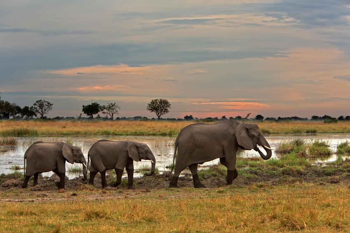 Best of Kwando Safari Botswana Lebala Camp