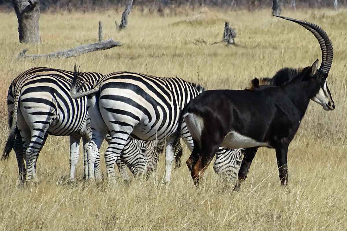 Highlights of Zimbabwe Safari Linkwasha Camp