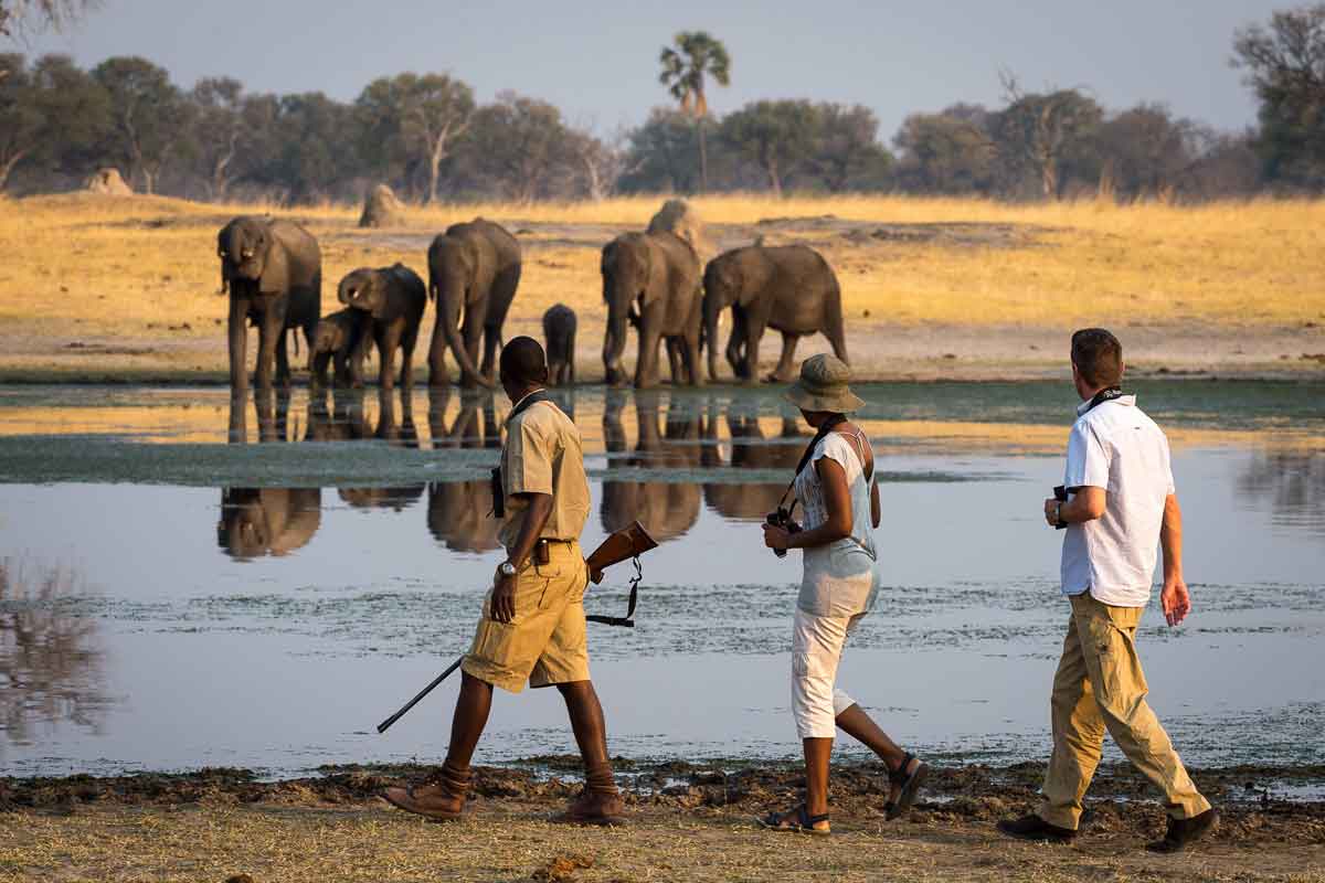 Highlights of Zimbabwe Safari Linkwasha Camp