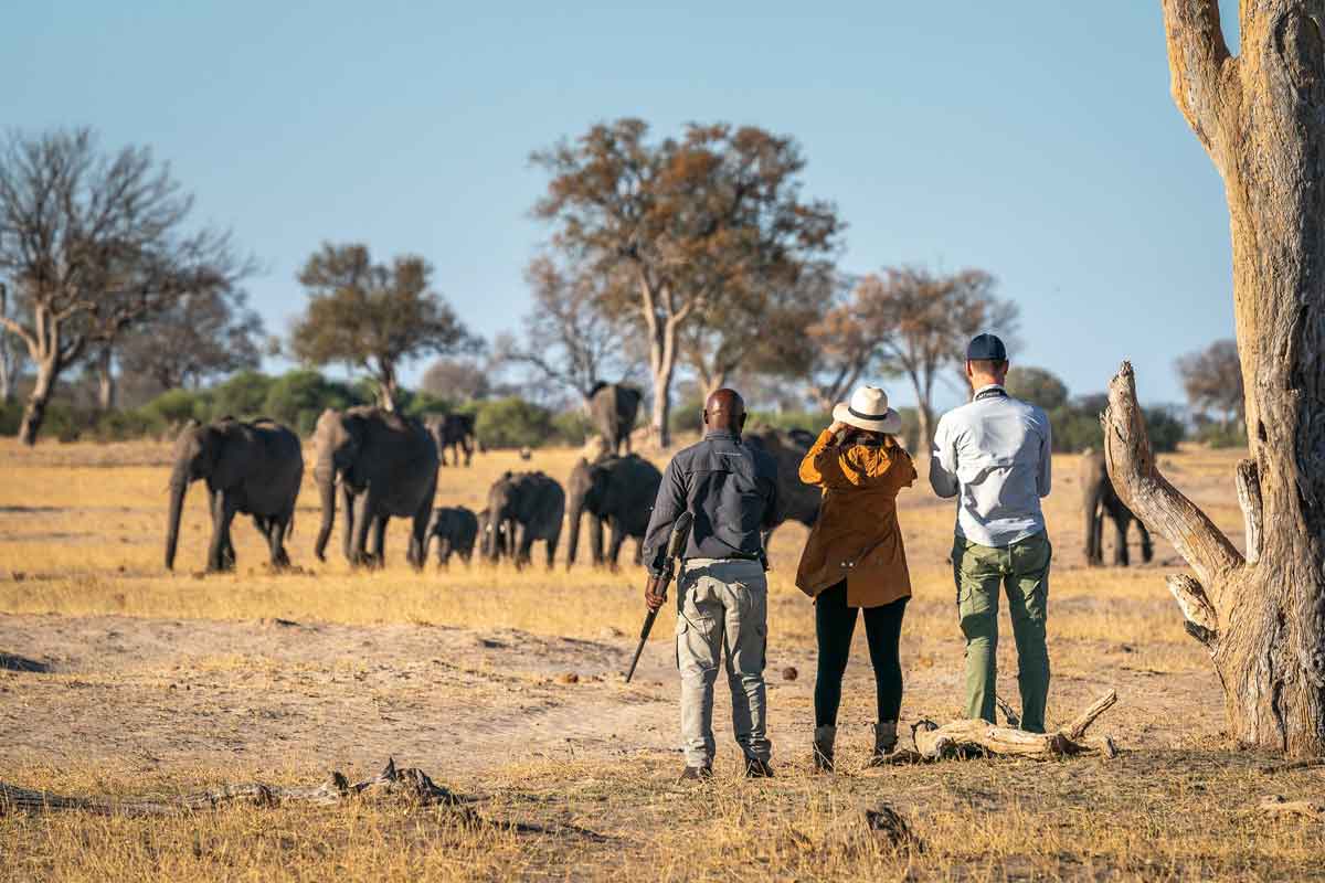 Highlights of Zimbabwe Safari Linkwasha Camp