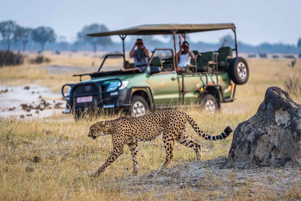 Highlights of Zimbabwe Safari Linkwasha Camp