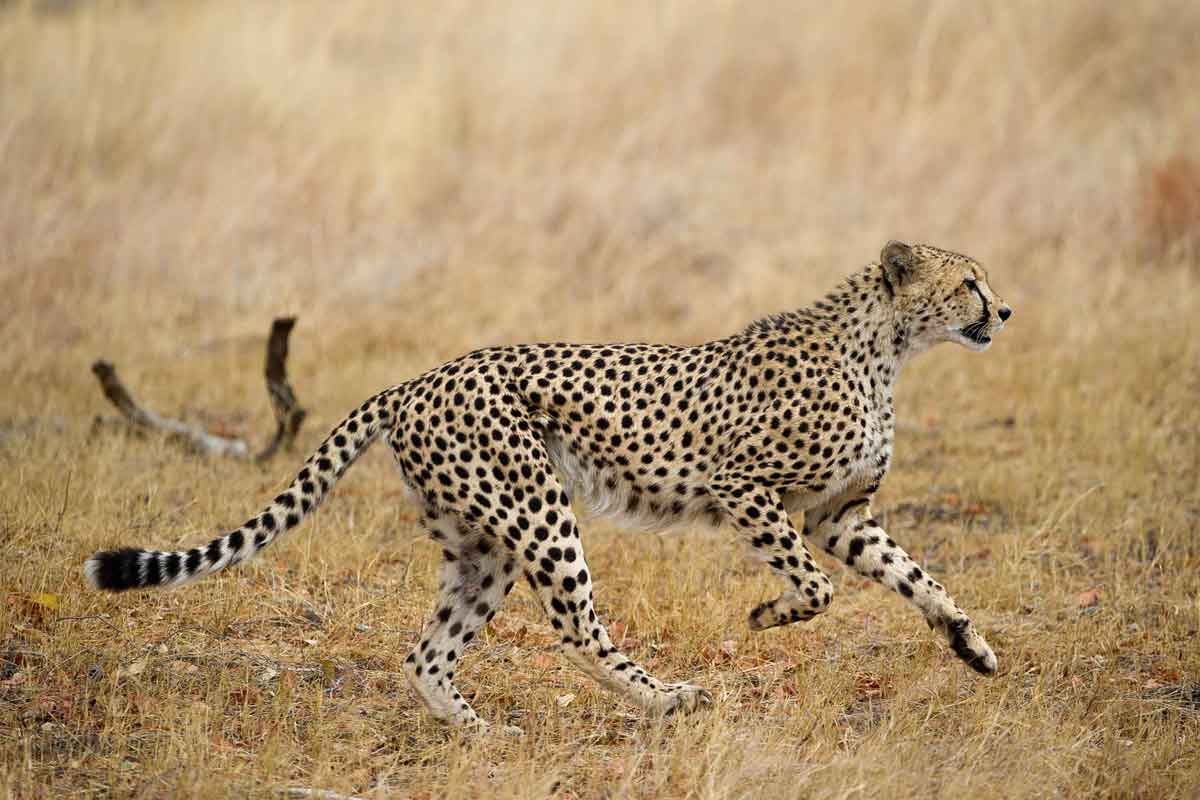 Best of Zimbabwe Safari Linkwasha Camp