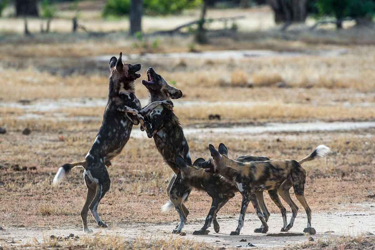 Best of Zimbabwe Safari Ruckomechi Camp
