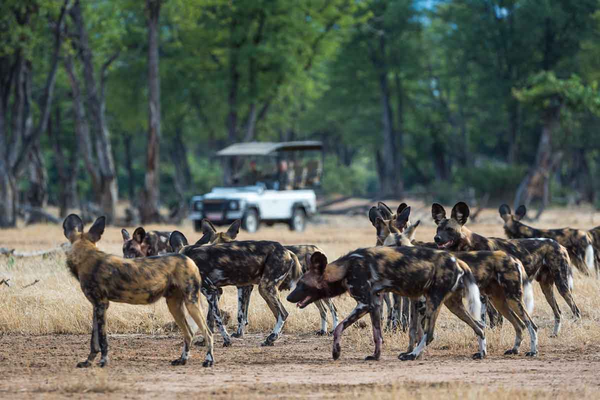 Highlights of Zimbabwe Safari Ruckomechi Camp