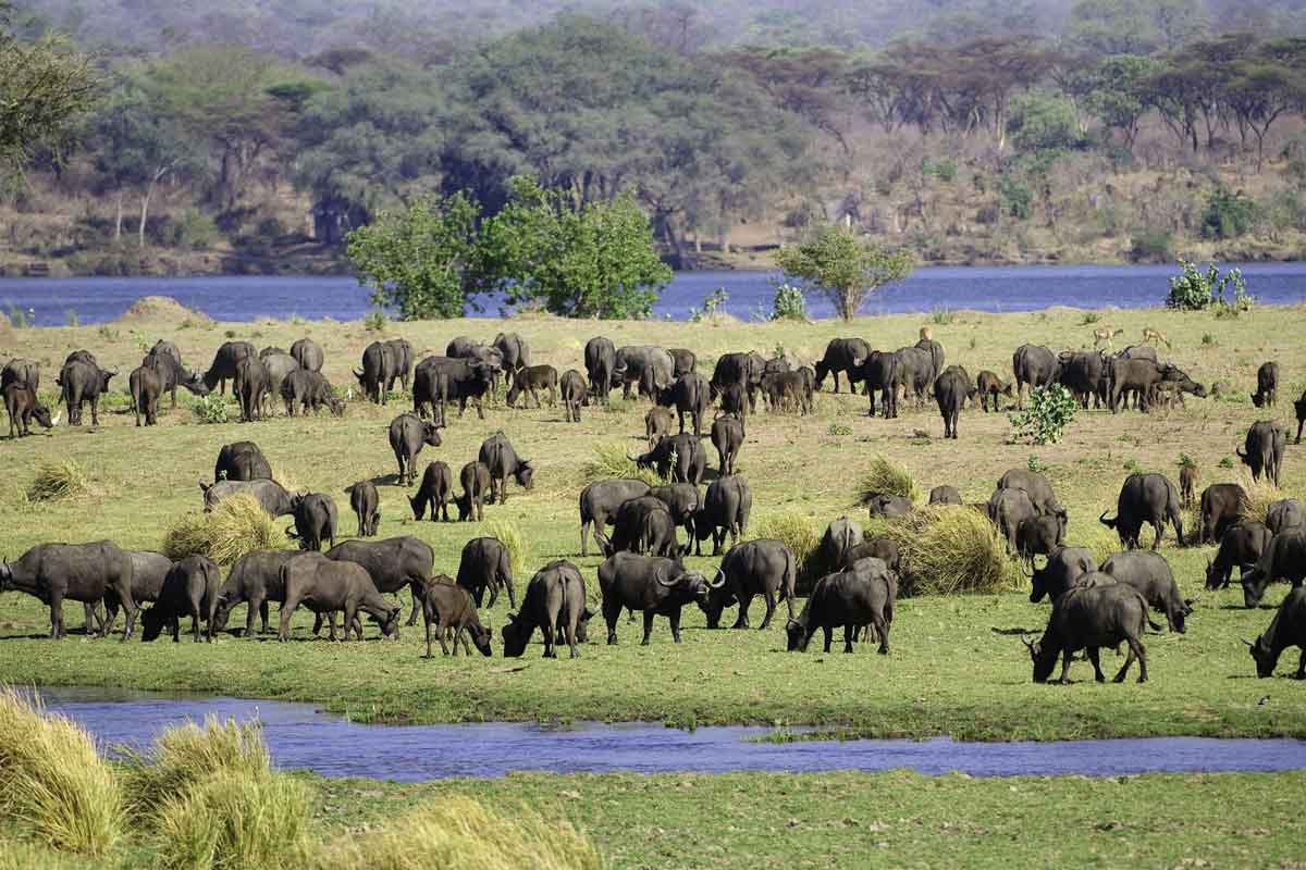 Best of Zimbabwe Safari Ruckomechi Camp