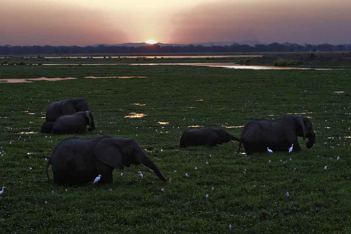 Best of Zimbabwe Safari Ruckomechi Camp