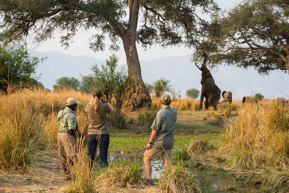Best of Zimbabwe Safari Ruckomechi Camp