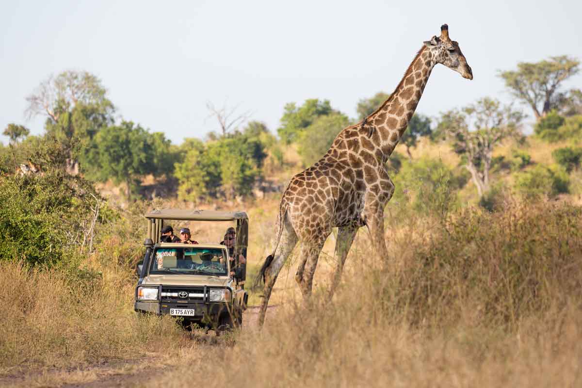 Machaba Safaris Highlights of Botswana Ngoma Safari Lodge