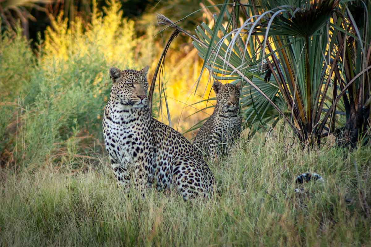 Machaba Safaris Highlights of Botswana Gomoti Plains Camp