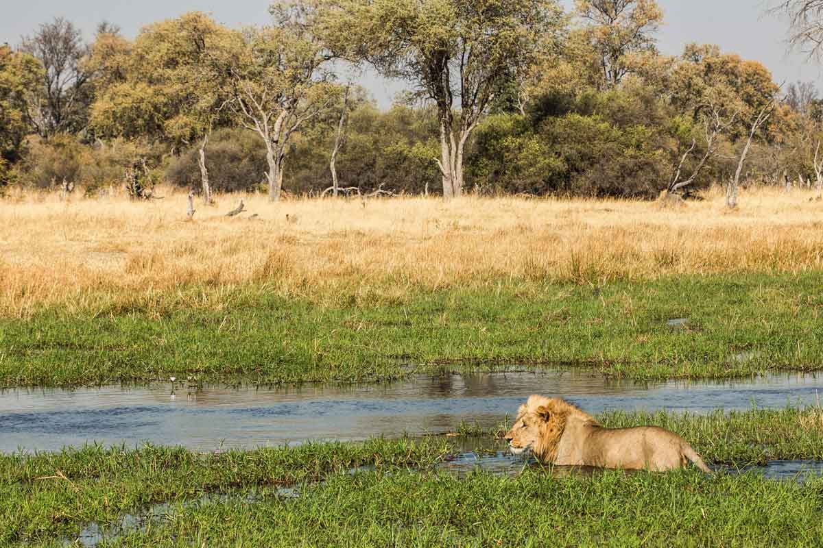 Machaba Safaris Highlights of Botswana Machaba camp