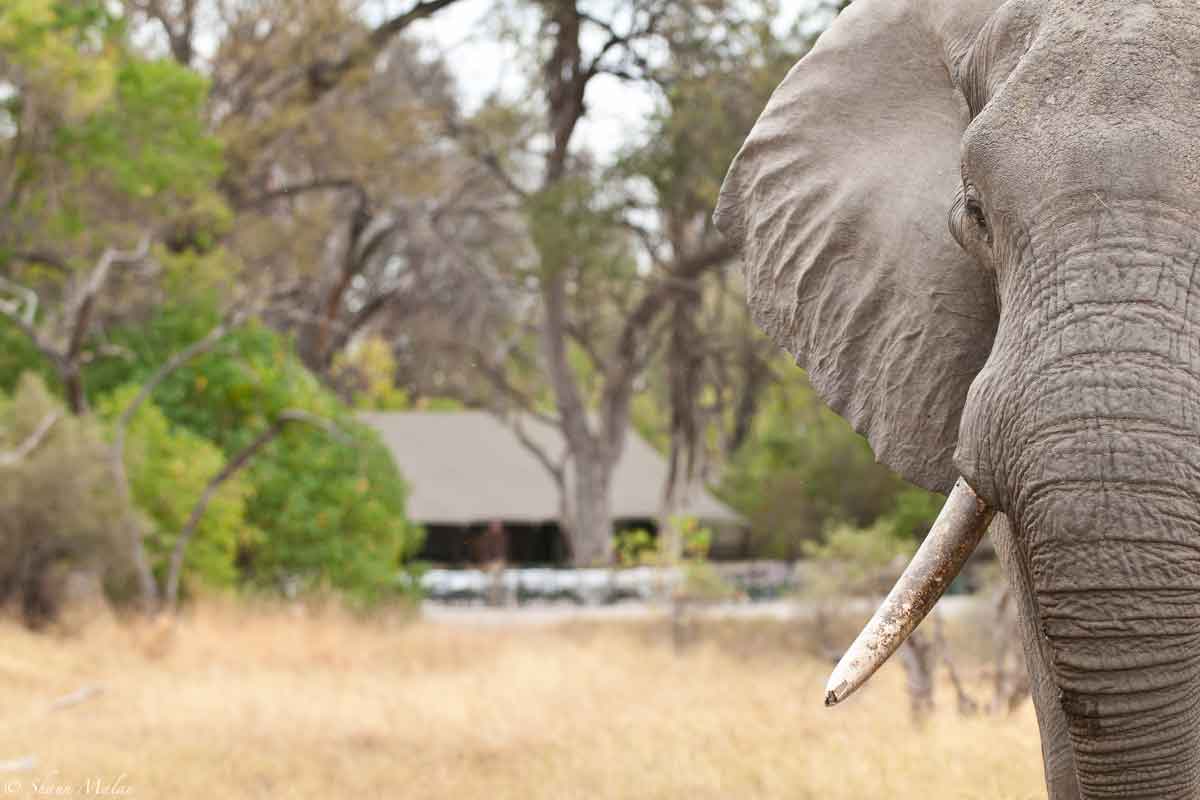 Machaba Safaris Highlights of Botswana Machaba camp