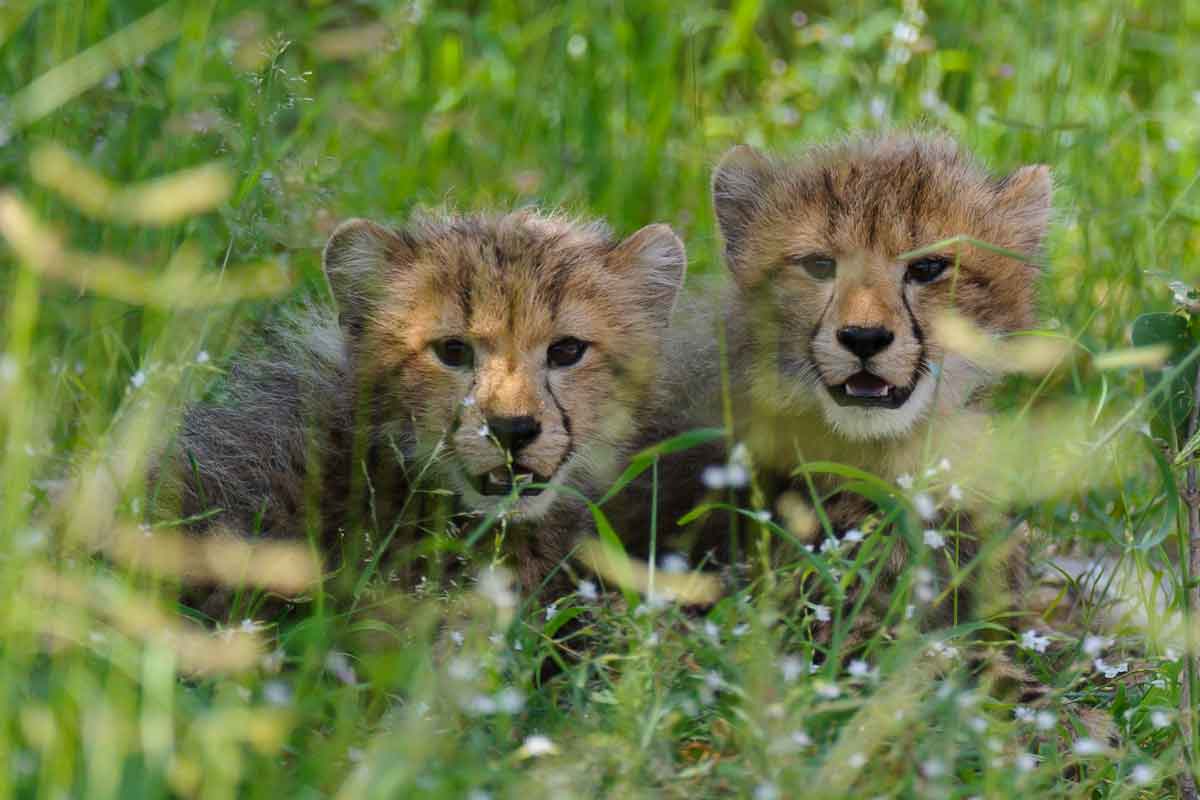 Savuti & Okavango Delta Safari Chitabe Camp