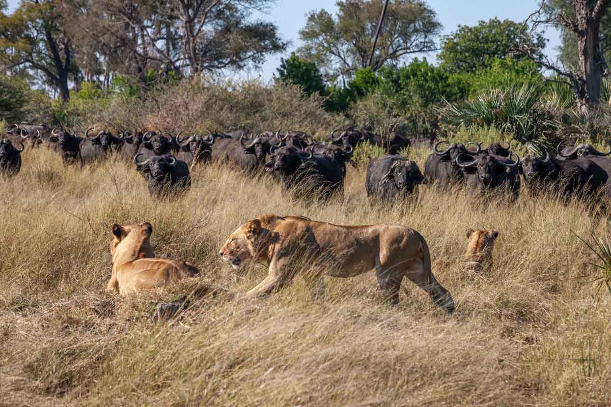 Savuti & Okavango Delta Safari Chitabe Camp