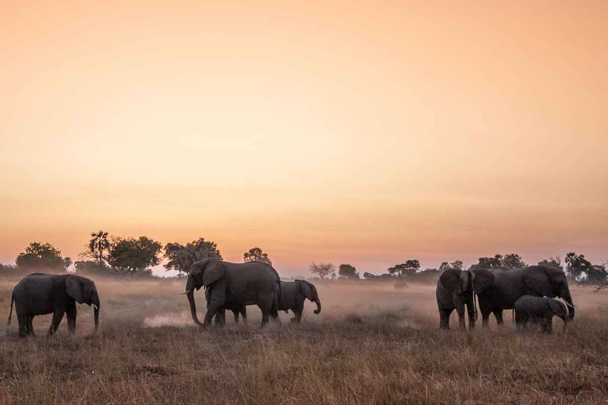 Savuti & Okavango Delta Safari Chitabe Camp