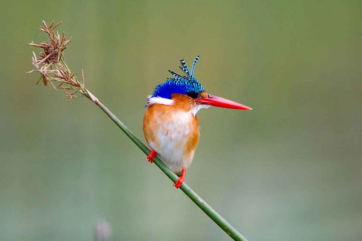 Savuti & Okavango Delta Safari Jacana Camp