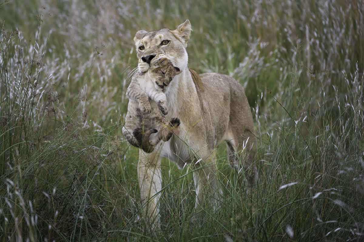 Savuti & Okavango Delta Safari Savuti Camp