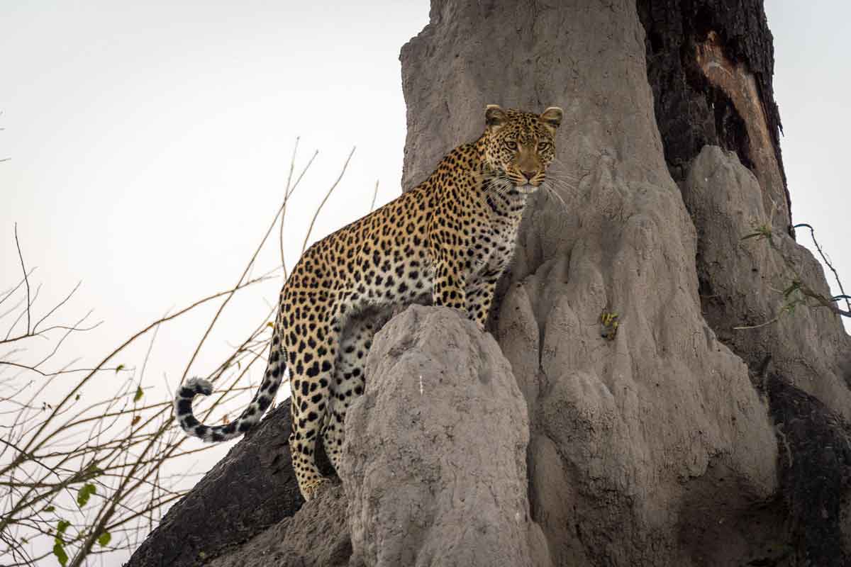 Savuti & Okavango Delta Safari Savuti Camp