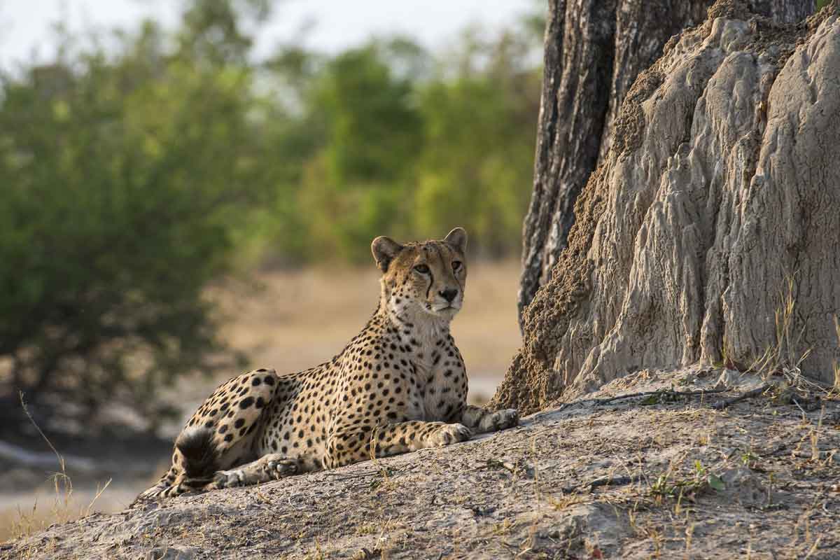 Zimbabwe Safaris - Hwange National Park