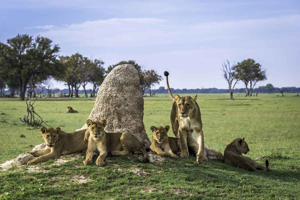 Zimbabwe Safaris - Hwange National Park