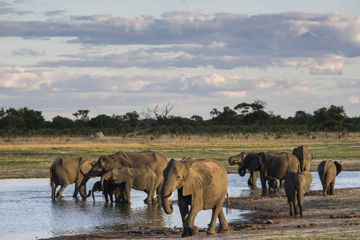 Zimbabwe Safaris - Hwange National Park