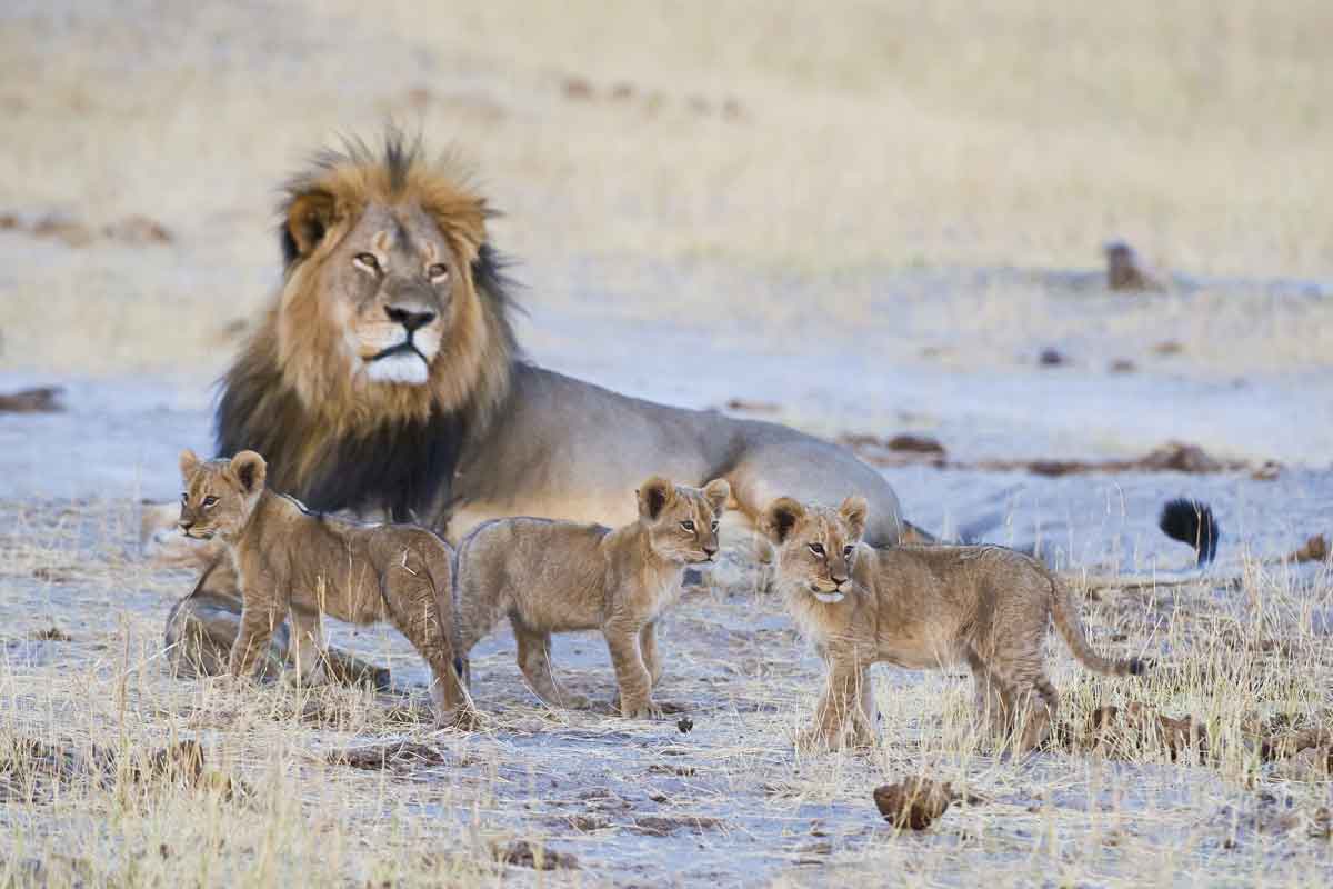 Zimbabwe Safaris - Hwange National Park