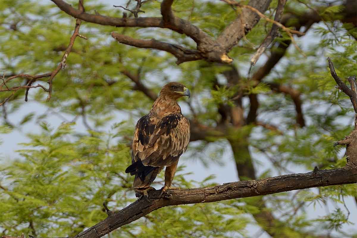 Zimbabwe Safaris - Hwange National Park