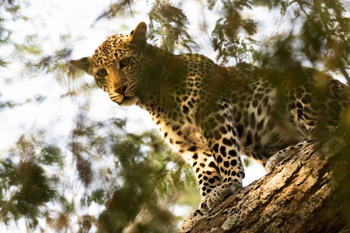 Zimbabwe Safaris - Mana Pools National Park