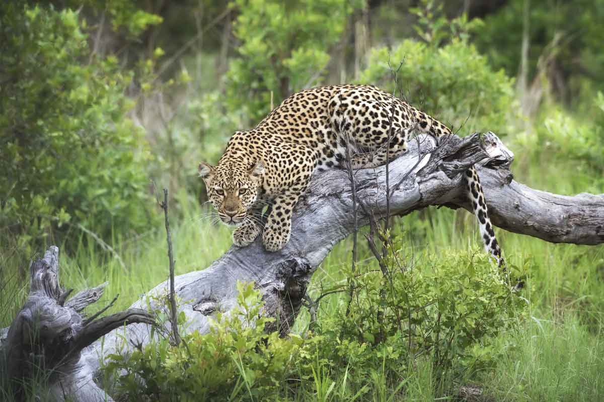 Zimbabwe Safaris - Mana Pools National Park