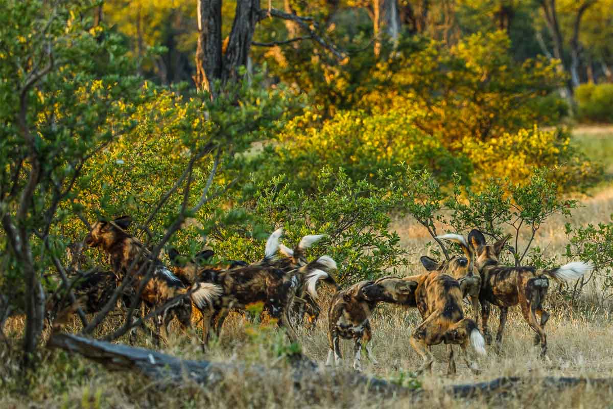 Zimbabwe Safaris - Mana Pools National Park