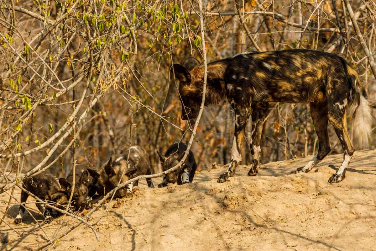 Zimbabwe Safaris - Mana Pools National Park