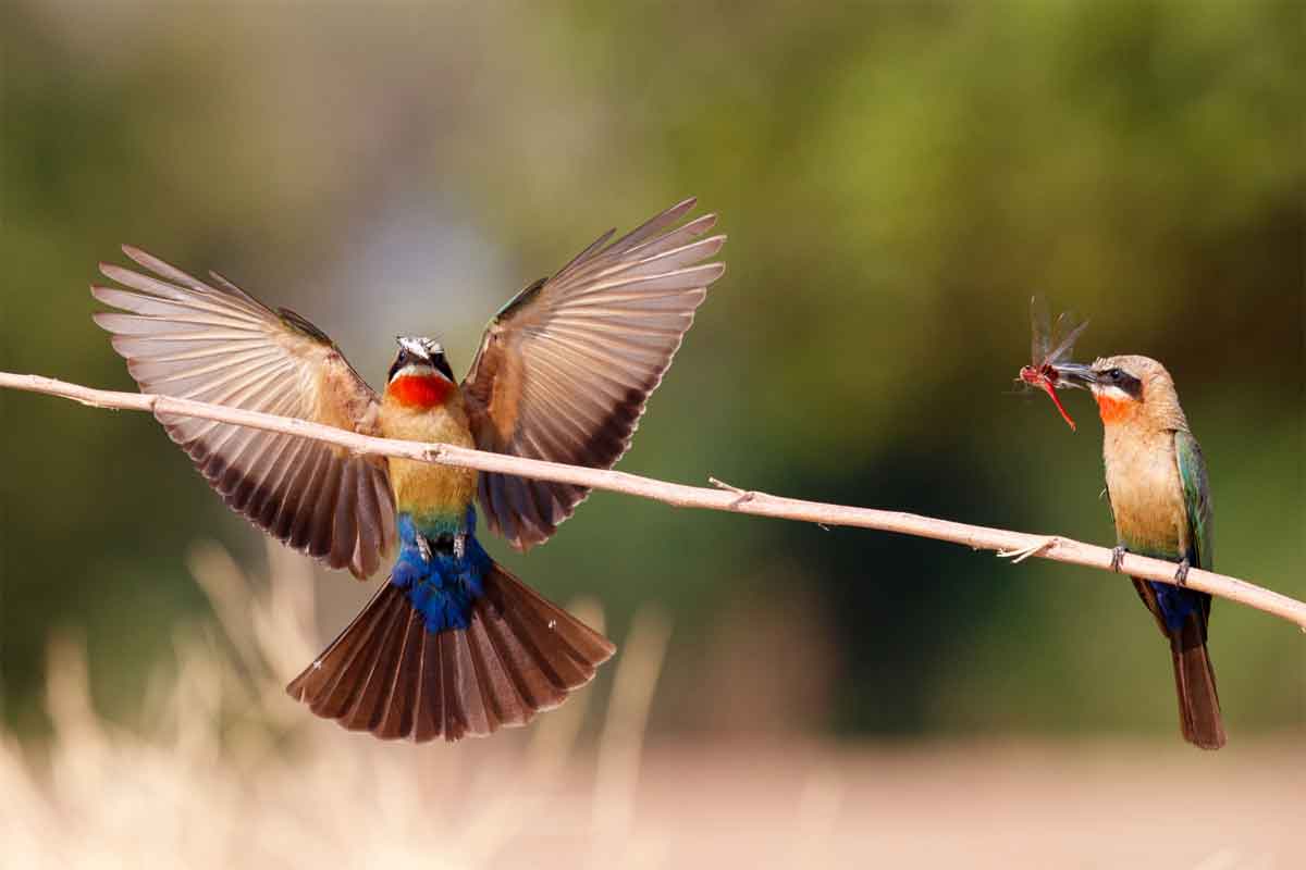 Zimbabwe Safaris - Mana Pools National Park