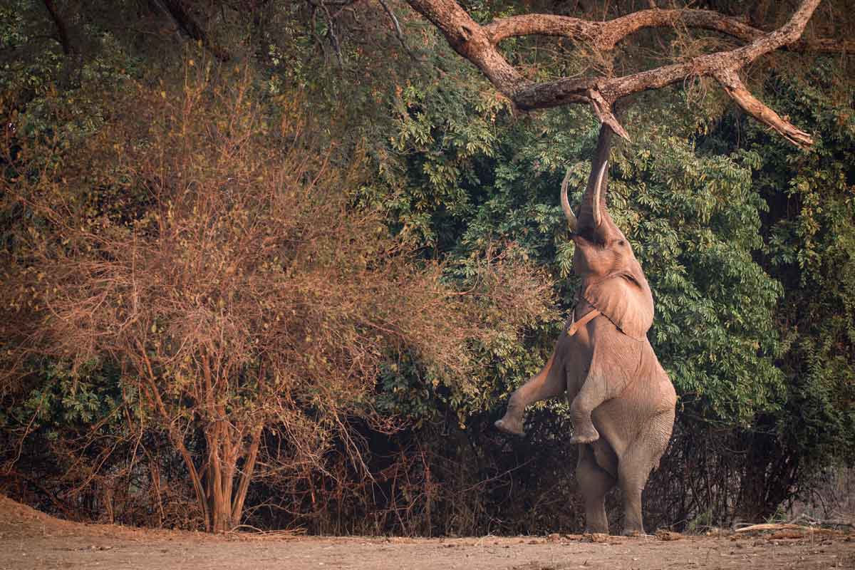 Zimbabwe Safaris - Mana Pools National Park