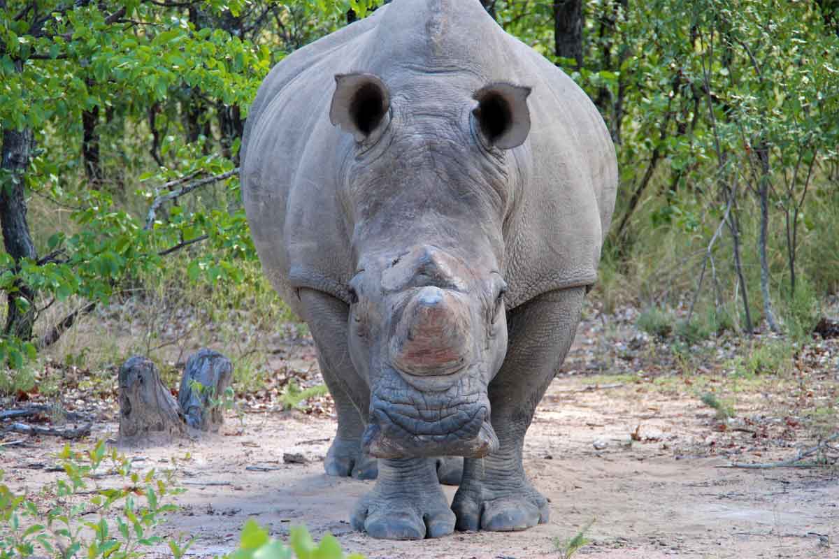 Zimbabwe Safaris - Matobo-hills