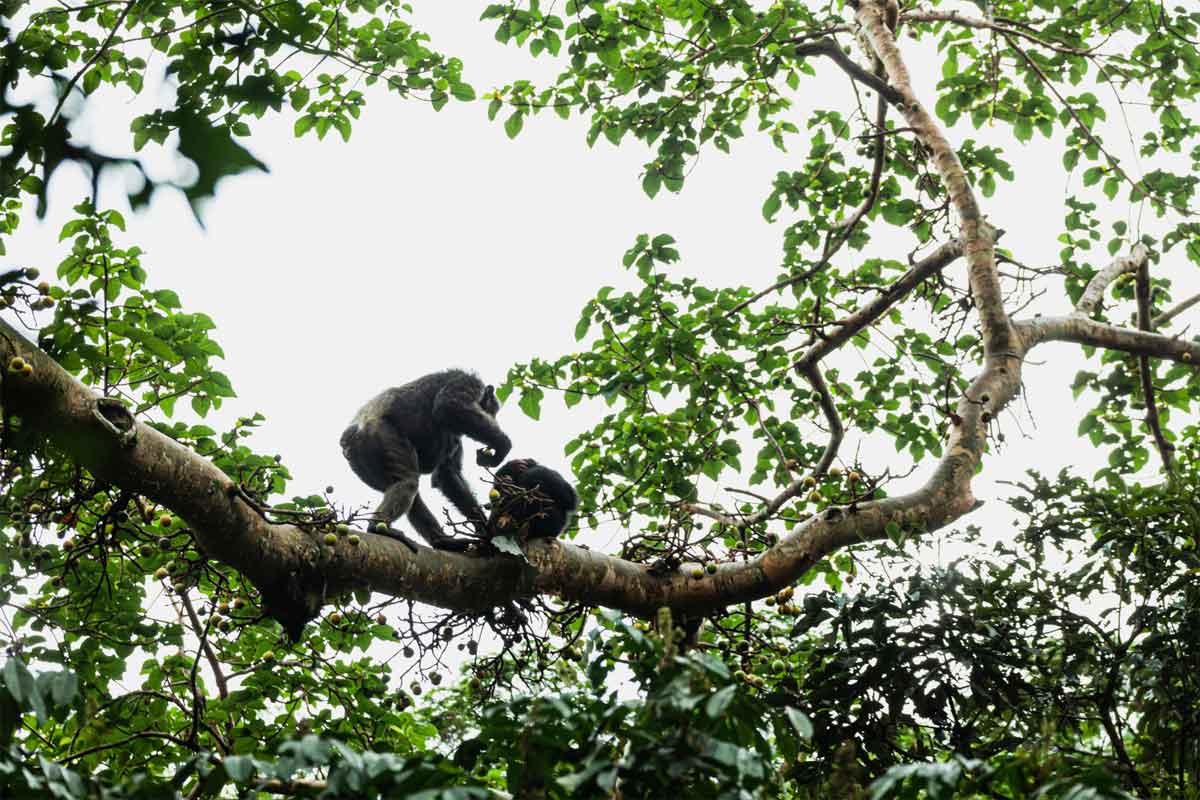 Classic Uganda Safari Primate Lodge