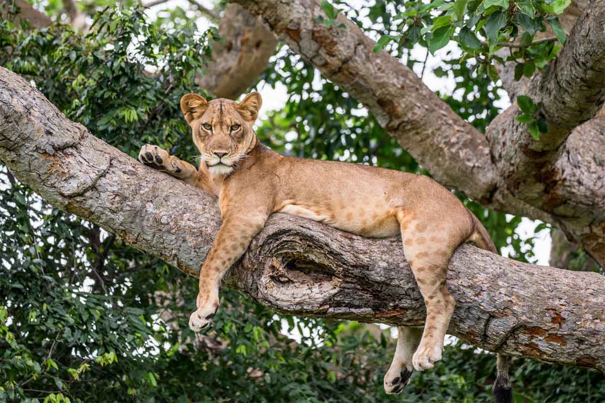 Classic Uganda Safari Ishasha Wilderness Camp