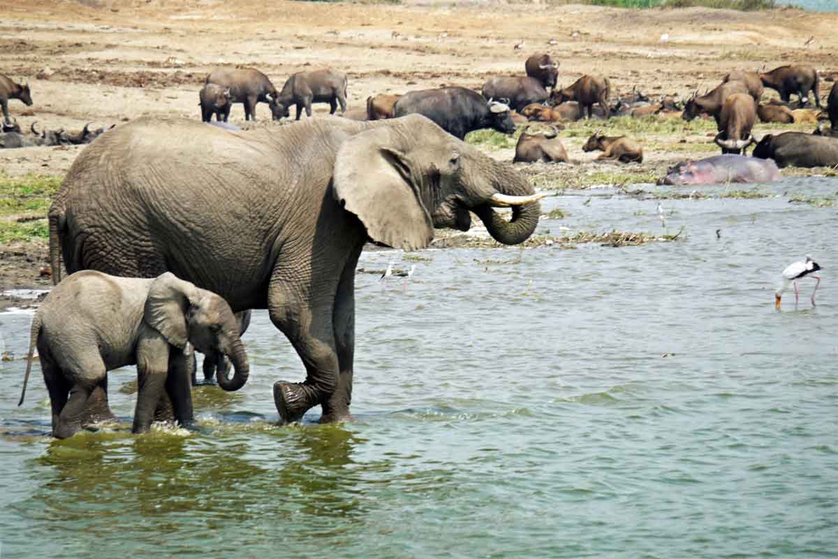 Classic Uganda Safari Mazike Valley Lodge