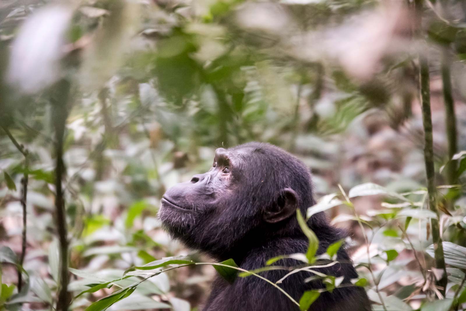 Classic Uganda Safari Primate Lodge
